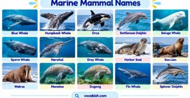 50+ Marine Mammal Names with Facts and Pictures