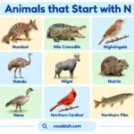 Animals That Start with N: 60+ Names, Facts, and Pictures