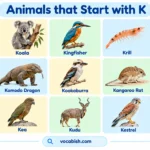 Animals That Start With K: 70+ Animal Names and Facts