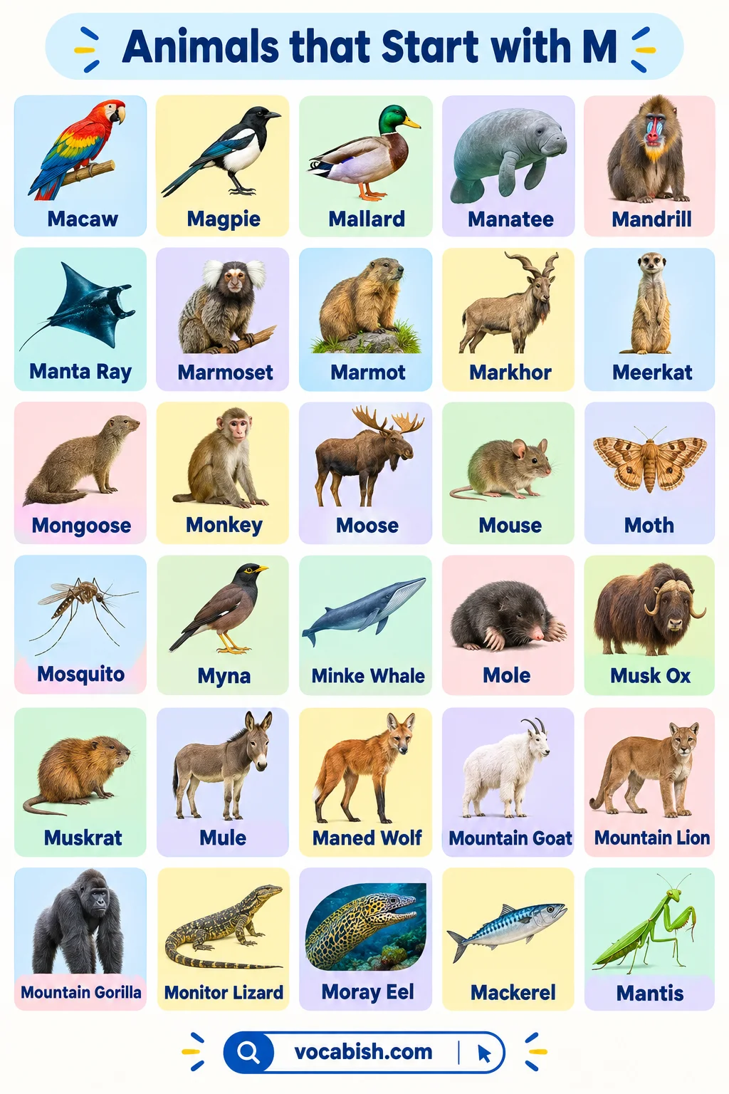 Animals That Start with M: 130+ Names, Facts, and Pictures