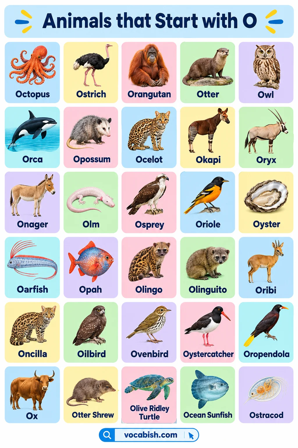Animals That Start with O: 50+ Animal Names and Facts