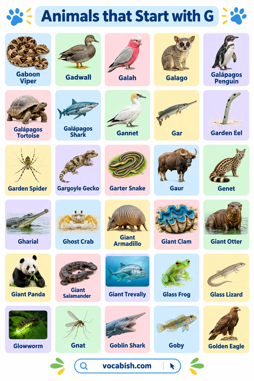 Animals That Start with G: Names, Types, and Pictures