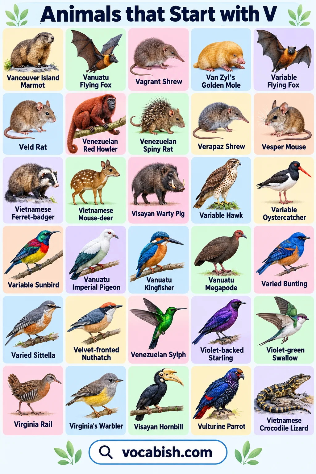 Animals That Start with V: Names, Lists, Types, and Examples