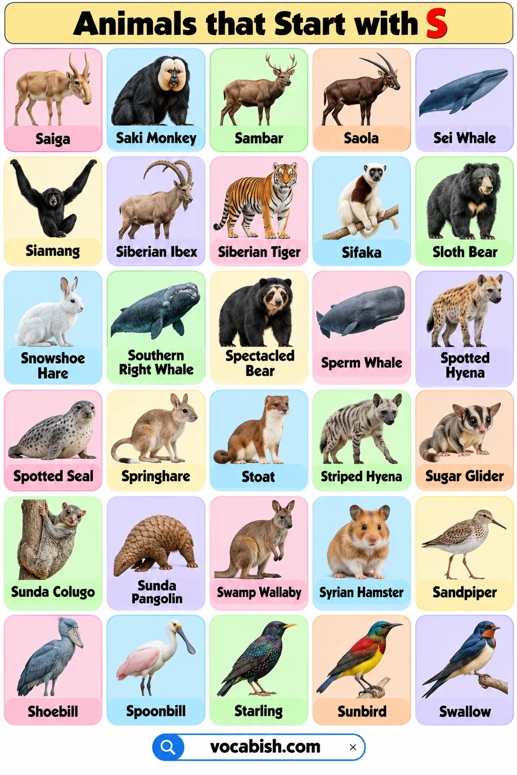 250+ Animals That Start with S in English: Names & Facts