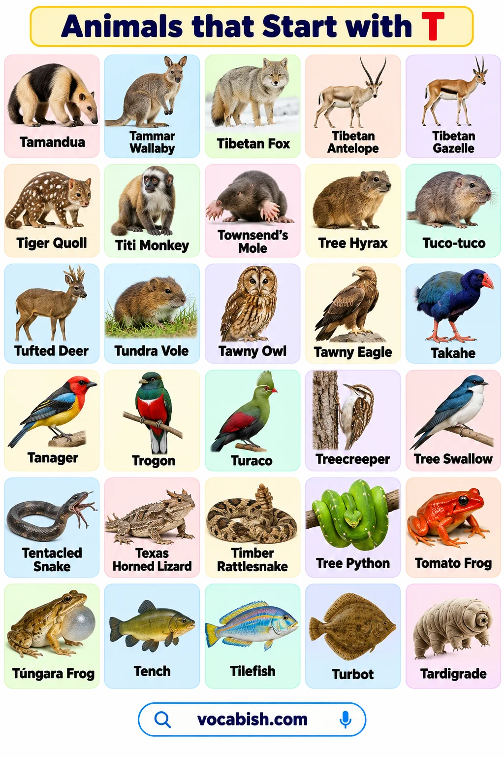 Animals That Start with T: Names, Types, and Easy Facts
