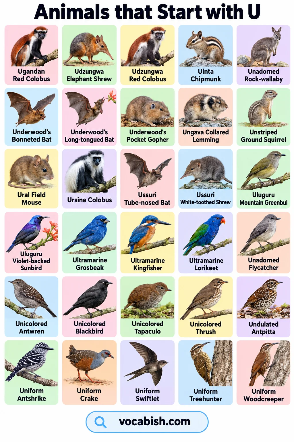 Animals That Start with U: 100+ Names and Easy Facts