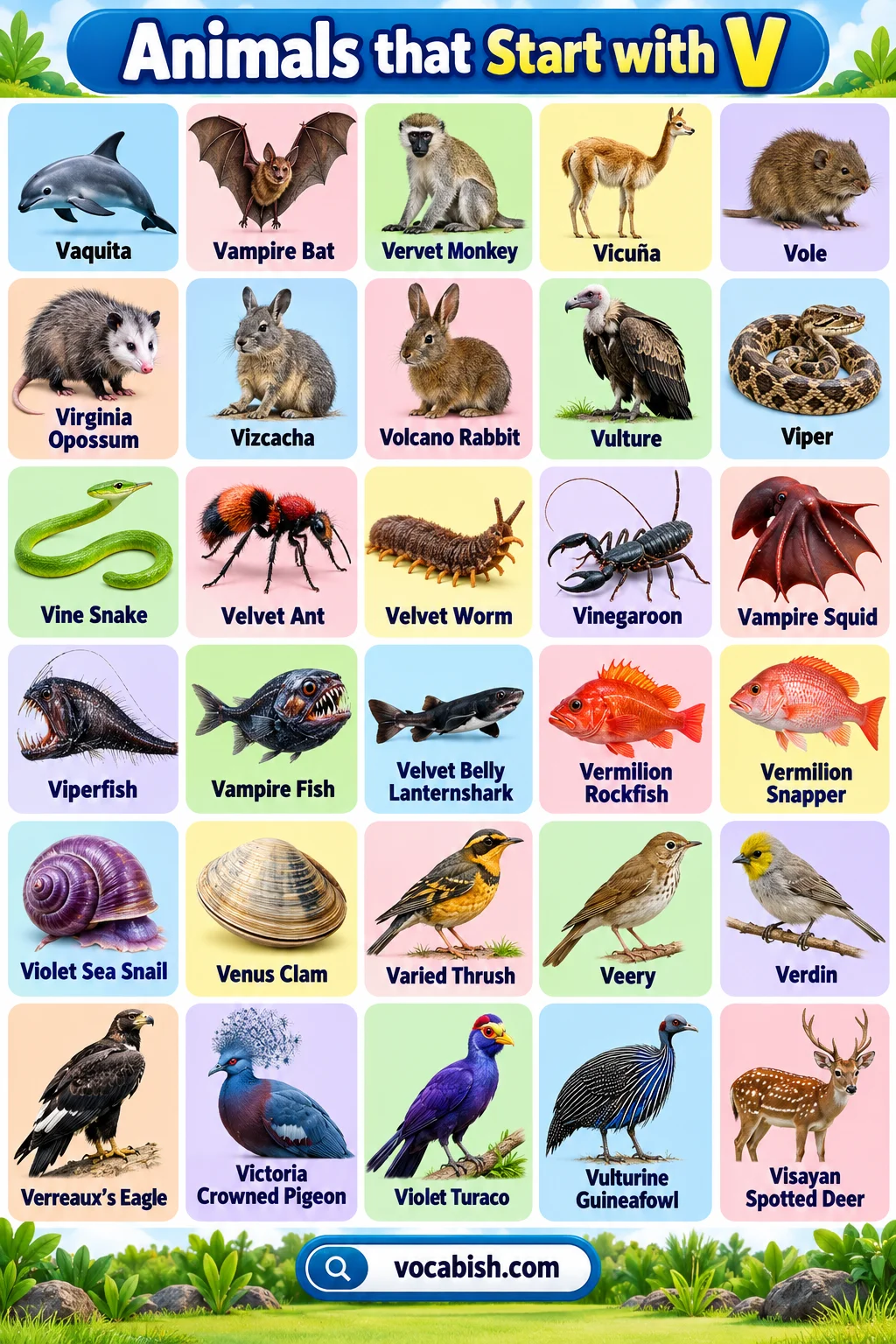 Animals That Start with V: Names, Lists, Types, and Examples