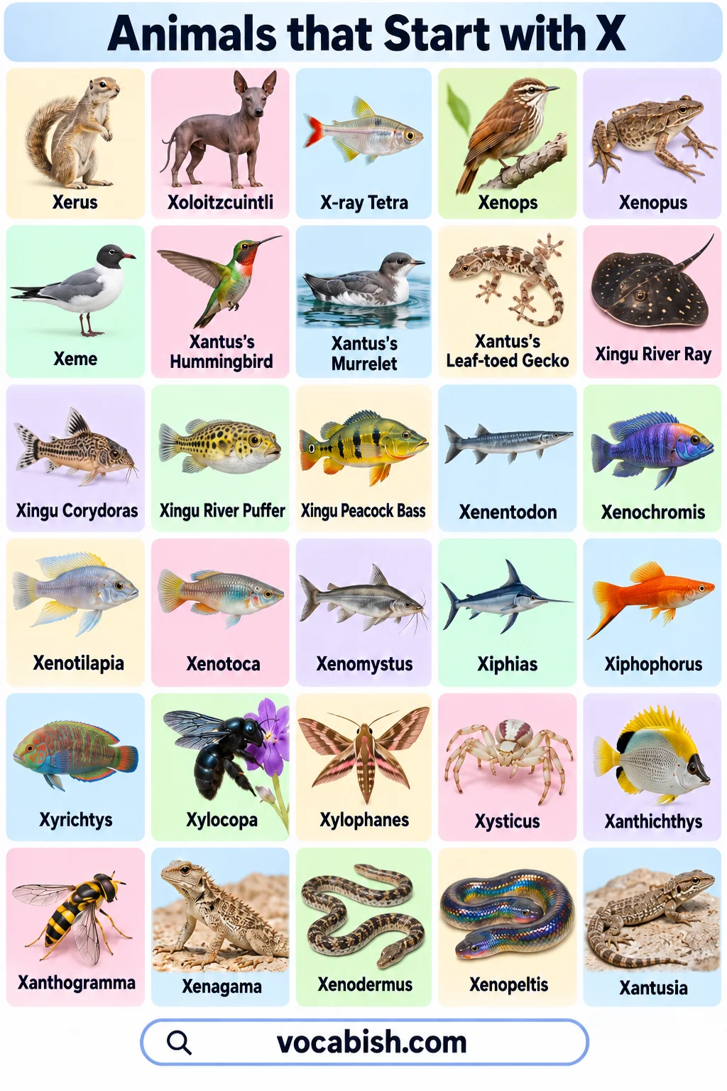 Animals That Start with X: Names, Facts, and a Complete List