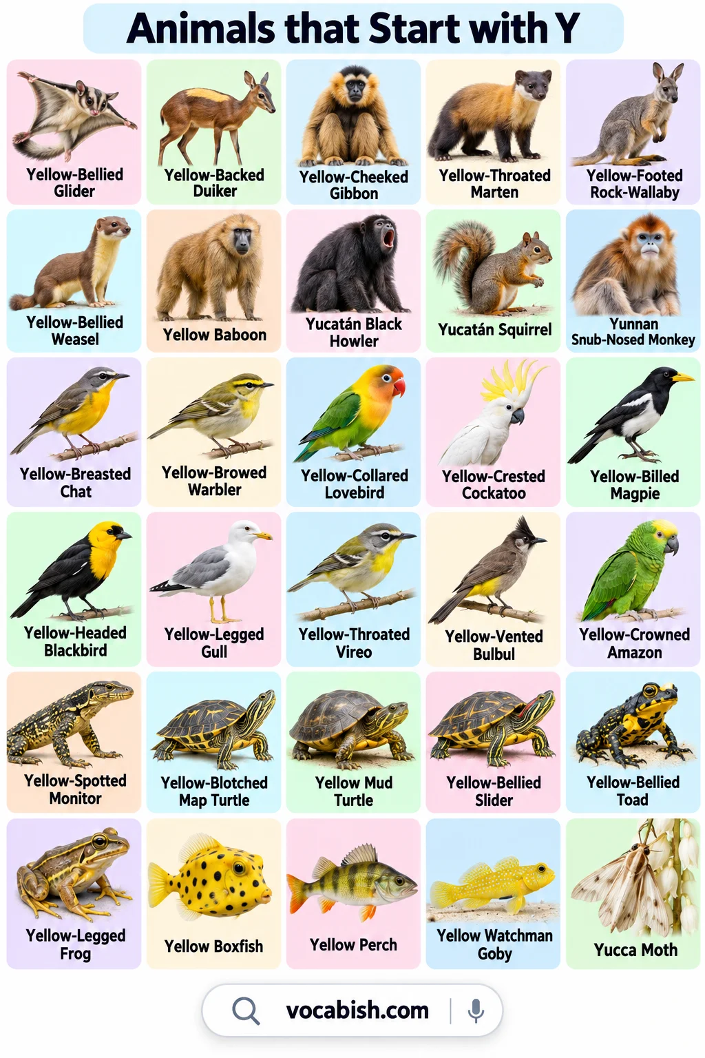 Animals That Start with Y: 100+ Names, Types, and Pictures