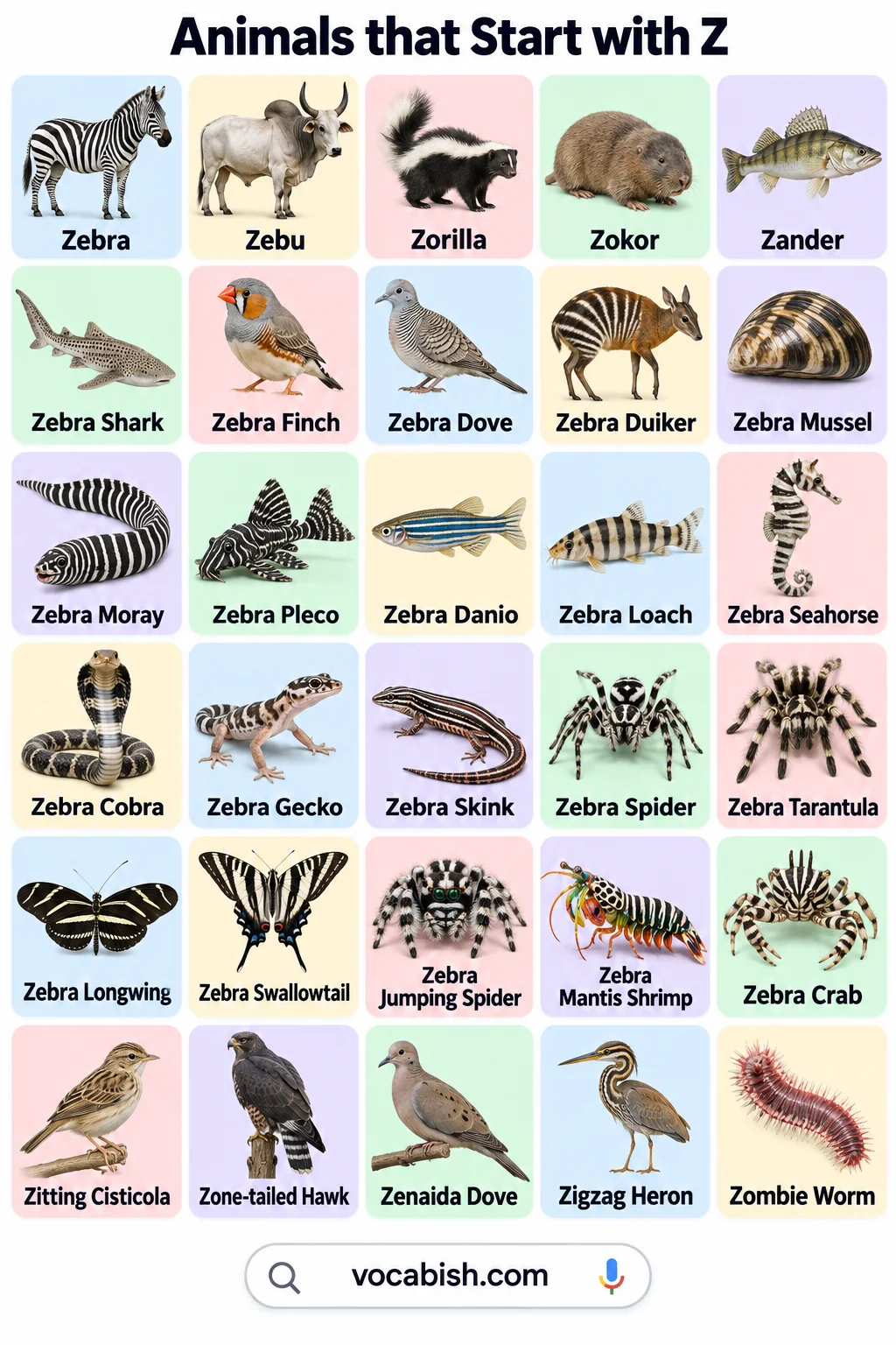 Animals That Start with Z: 100+ Animal Names and Types