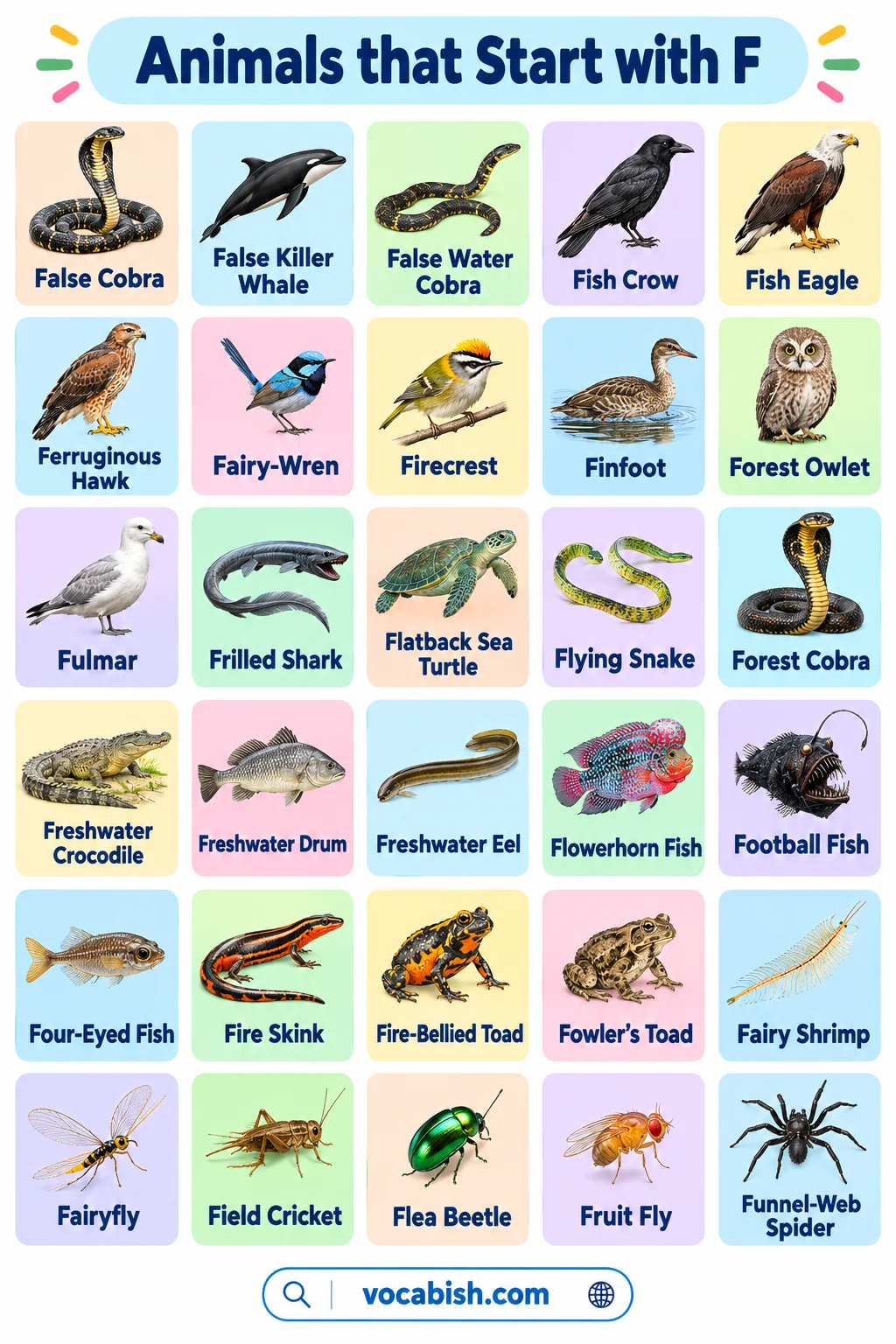 Animals that Start with F: 50+ Names, Facts, and Pictures