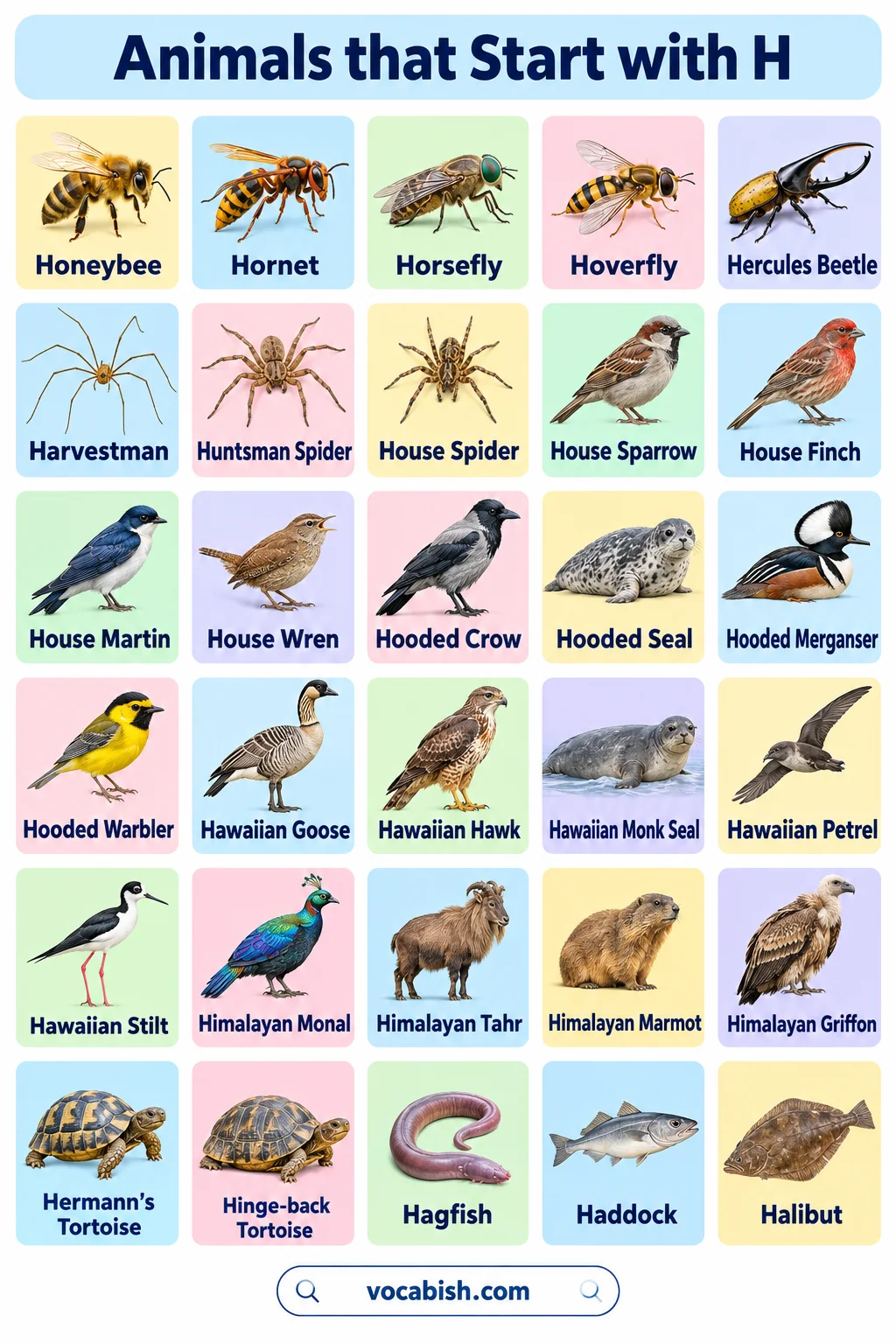Animals That Start with H: 100+ Animal Names, Facts, and Pictures