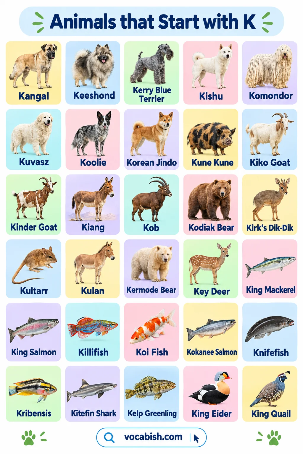 Animals That Start With K: 70+ Animal Names and Facts