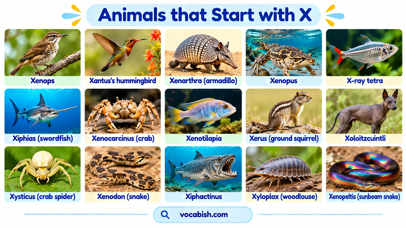 Animals That Start with X: Names, Facts, and a Complete List