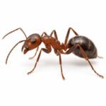 Ant is an Invertebrate Animal