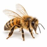 Bee is an Invertebrate Animal