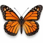 Butterfly is an Invertebrate Animal
