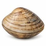 Clam is an Invertebrate Animal
