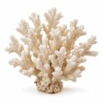 Coral is an Invertebrate Animal