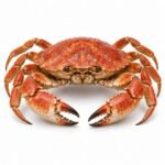 Crab is an Invertebrate Animal