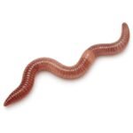 Earthworm is an Invertebrate Animal