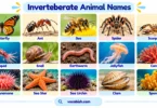 Invertebrate Animals: Types, Names, Pictures, and Examples