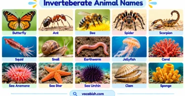Invertebrate Animals: Types, Names, Pictures, and Examples