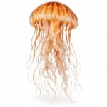 Jellyfish is an Invertebrate Animal