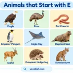 Animals That Start with E: Names, Facts, and Pictures