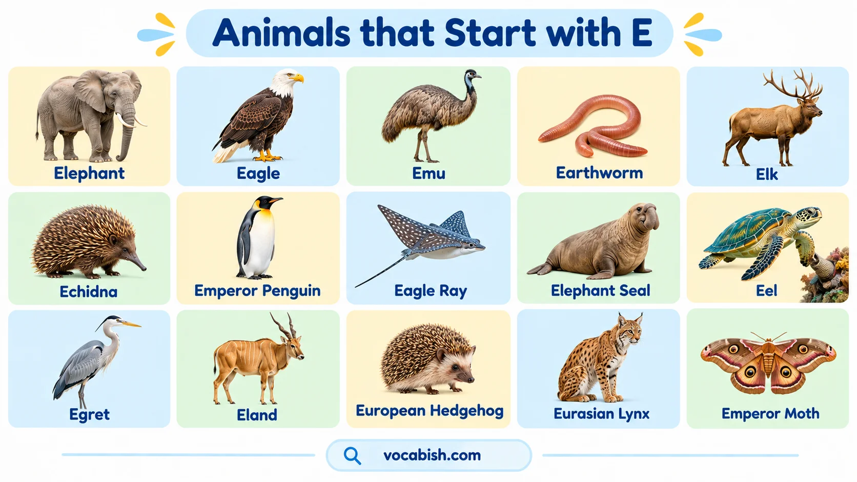 Animals That Start with E: Names, Facts, and Pictures