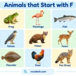 Animals that Start with F: 50+ Names, Facts, and Pictures