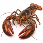 Lobster is an Invertebrate Animal