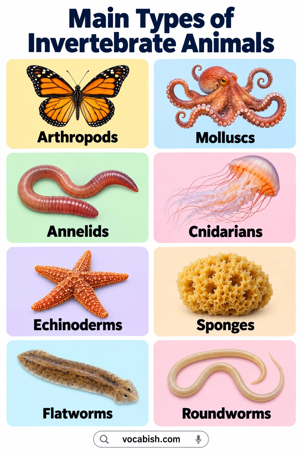 Invertebrate Animals: Types, Names, Pictures, and Examples