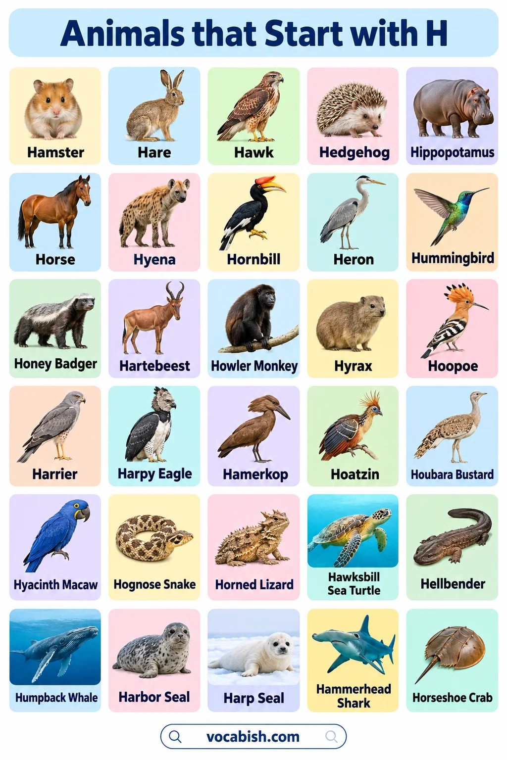 Animals That Start with H: 100+ Animal Names, Facts, and Pictures