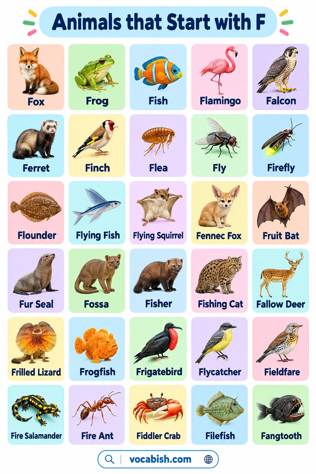 Animals that Start with F: 50+ Names, Facts, and Pictures