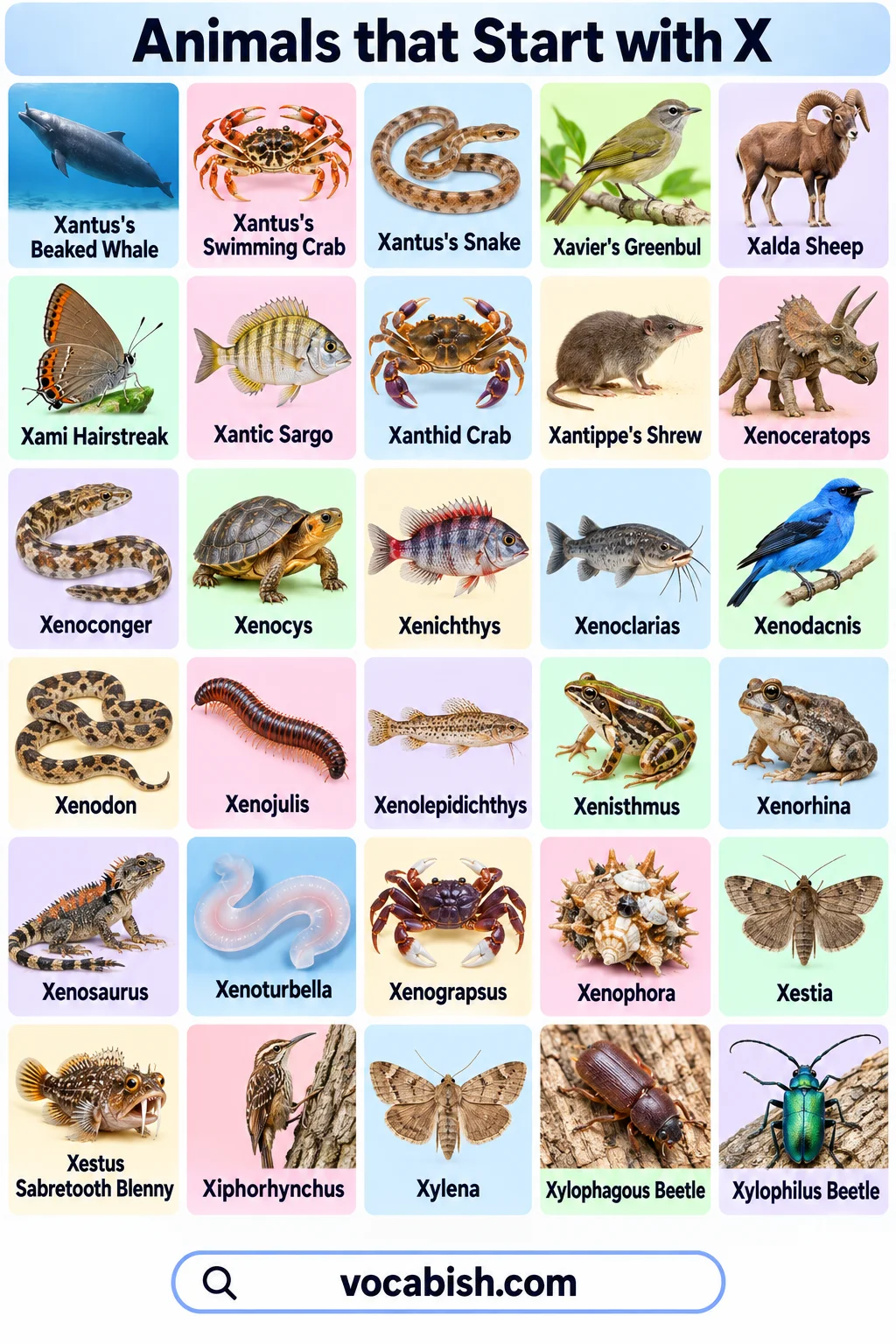 Animals That Start with X: Names, Facts, and a Complete List