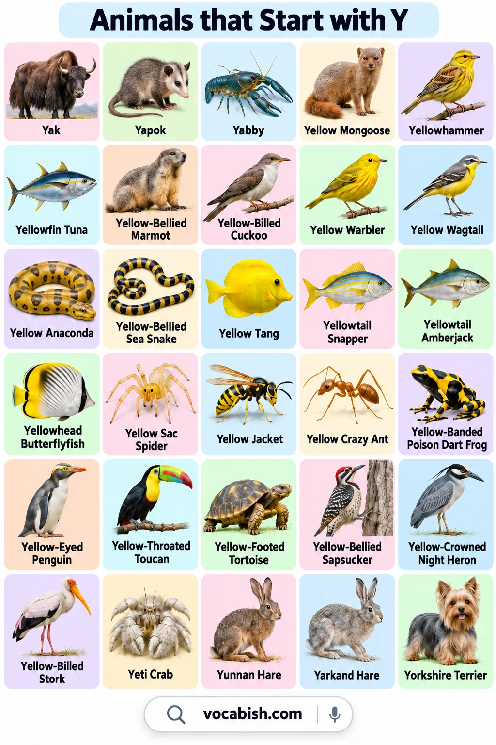Animals That Start with Y: 100+ Names, Types, and Pictures