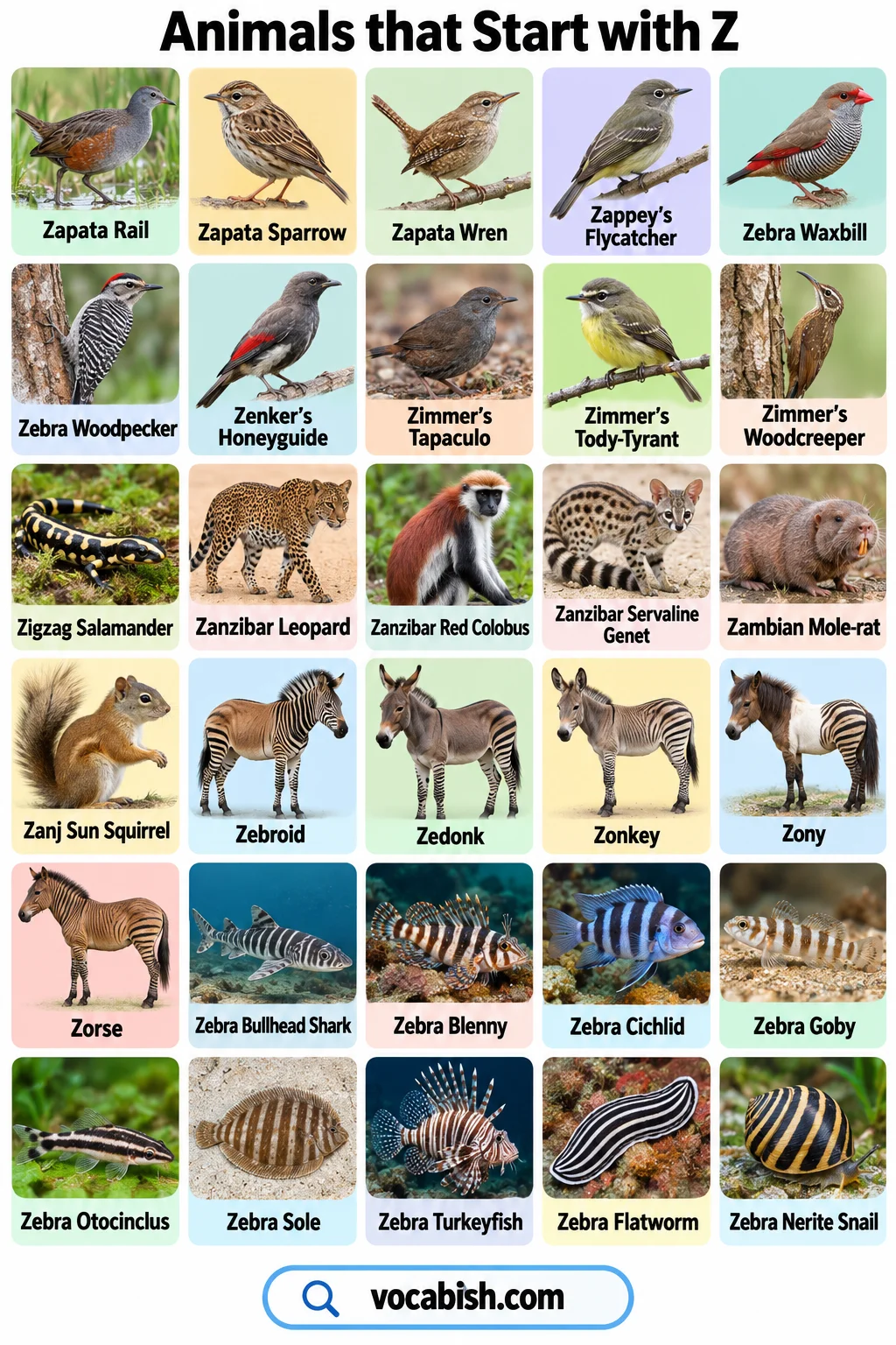 Animals That Start with Z: 100+ Animal Names and Types