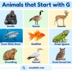 Animals That Start with G: Names, Types, and Pictures