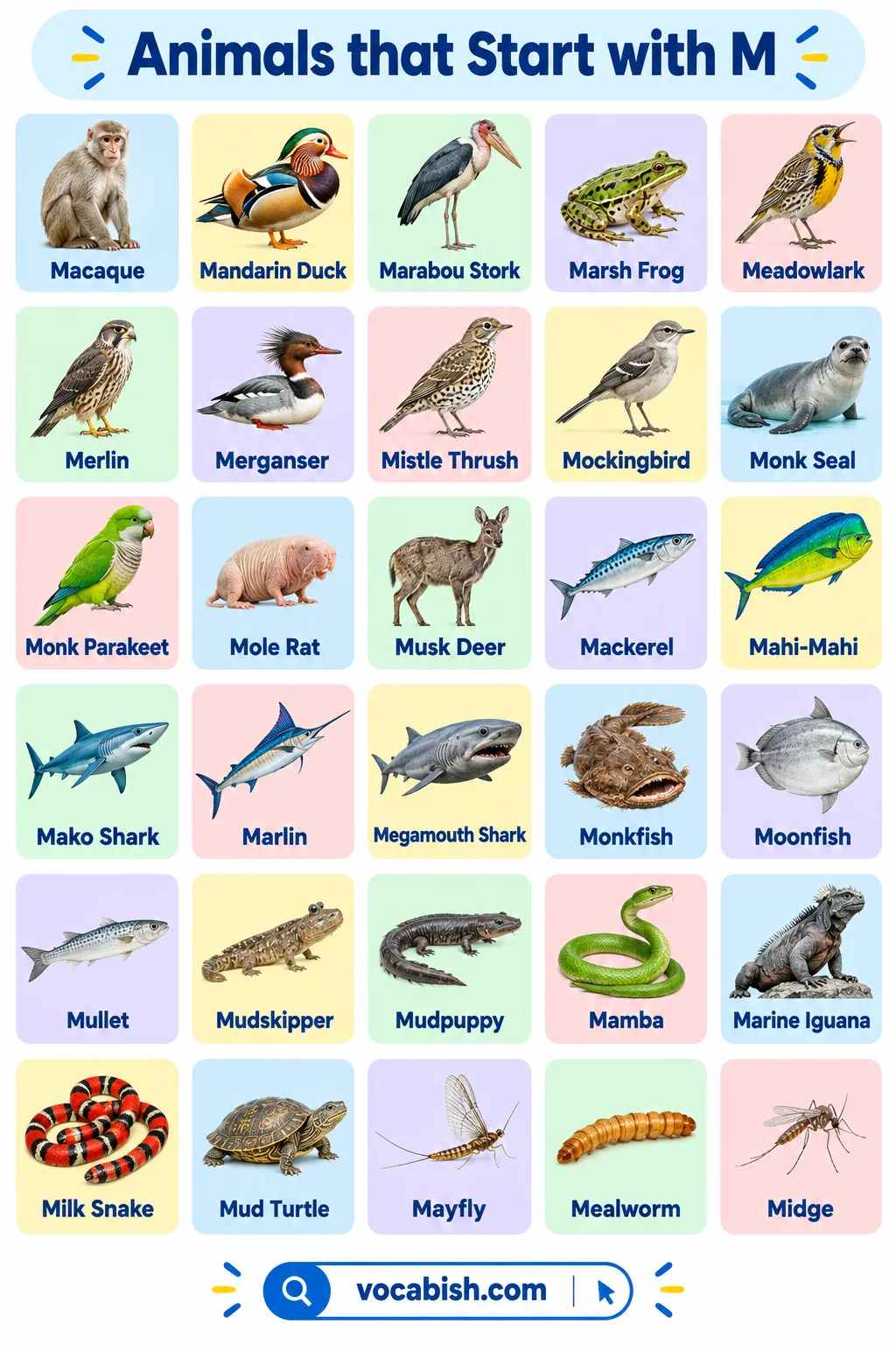 Animals That Start with M: 130+ Names, Facts, and Pictures