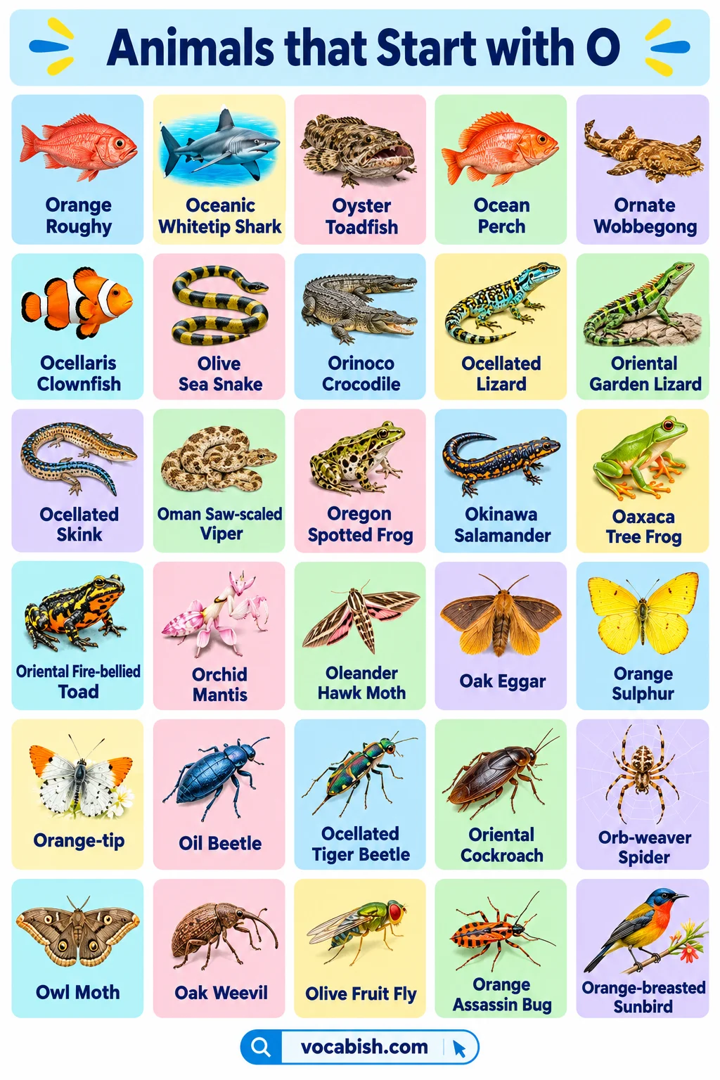 Animals That Start with O: 50+ Animal Names and Facts