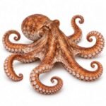 Octopus is an Invertebrate Animal
