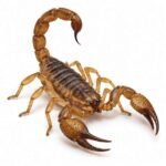 Scorpion is an Invertebrate Animal