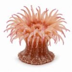 Sea Anemone is an Invertebrate Animal