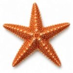 Sea Star is an Invertebrate Animal