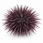 Sea Urchin is an Invertebrate Animal