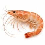 Shrimp is an Invertebrate Animal