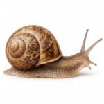 Snail is an Invertebrate Animal