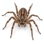 Spider is an Invertebrate Animal