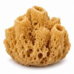 Sponge is an Invertebrate Animal